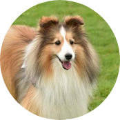 5歳／シェルティー