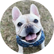 3歳／フレンチブル