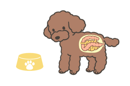 腸と食事のイメージ