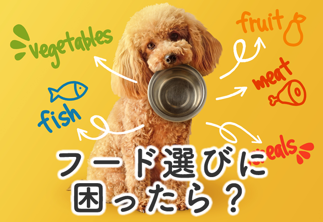 フード選びに困ったら？